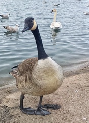 Branta canadensis