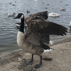 Branta canadensis