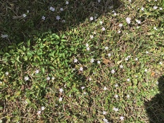 Richardia grandiflora