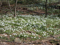 Pachyphragma macrophyllum