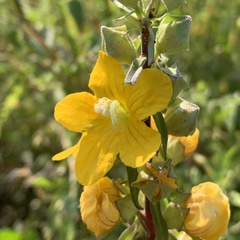 Alectra picta