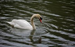 Cygnus olor
