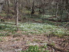Pachyphragma macrophyllum