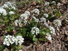 Pachyphragma macrophyllum