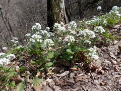 Pachyphragma macrophyllum