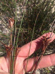 Staberoha distachyos