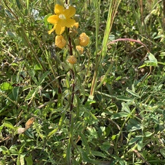 Alectra picta