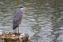 Ardea cinerea