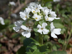 Pachyphragma macrophyllum