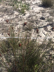 Staberoha distachyos