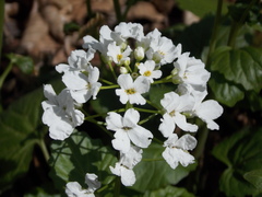 Pachyphragma macrophyllum