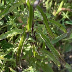 Alectra picta