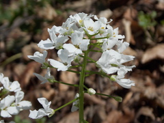 Pachyphragma macrophyllum