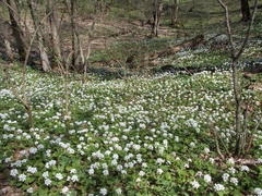 Pachyphragma macrophyllum