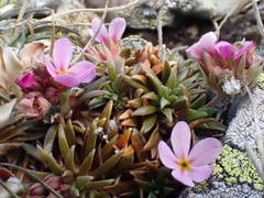 Androsace halleri