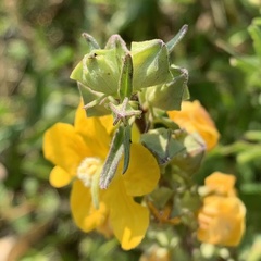 Alectra picta