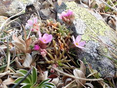 Androsace halleri