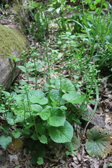Pachyphragma macrophyllum
