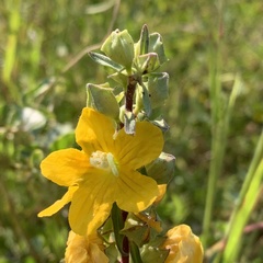 Alectra picta