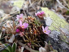 Androsace halleri
