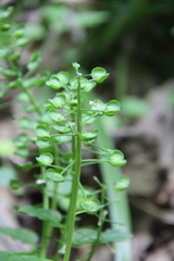 Pachyphragma macrophyllum