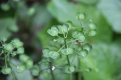 Pachyphragma macrophyllum