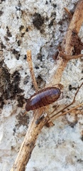 Chaetophiloscia elongata