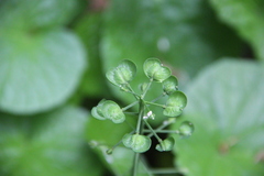 Pachyphragma macrophyllum
