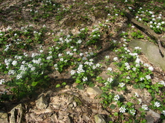 Pachyphragma macrophyllum
