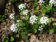 Pachyphragma macrophyllum