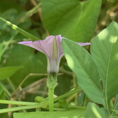 Ipomoea hochstetteri
