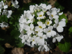 Pachyphragma macrophyllum