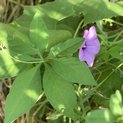 Ipomoea hochstetteri
