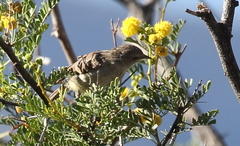 Eremomela icteropygialis