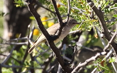 Eremomela icteropygialis