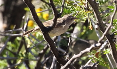 Eremomela icteropygialis