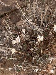 Zinnia acerosa