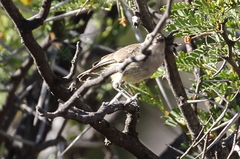 Eremomela icteropygialis