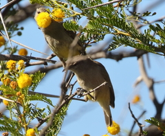 Eremomela icteropygialis