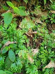 Selaginella pallescens