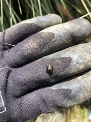 Cermatulus nasalis hudsoni