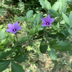 Ipomoea hochstetteri