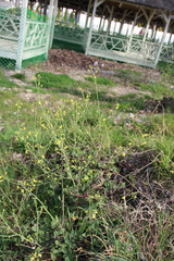 Raphanus raphanistrum landra