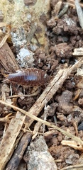 Chaetophiloscia elongata