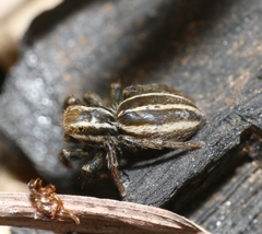 Phlegra bresnieri