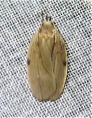 Stenoma exarata
