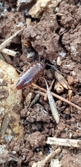 Chaetophiloscia elongata