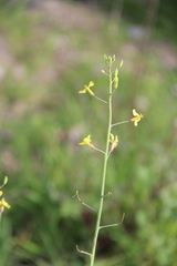 Raphanus raphanistrum landra