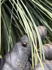 Cermatulus nasalis hudsoni