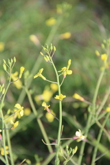 Raphanus raphanistrum landra